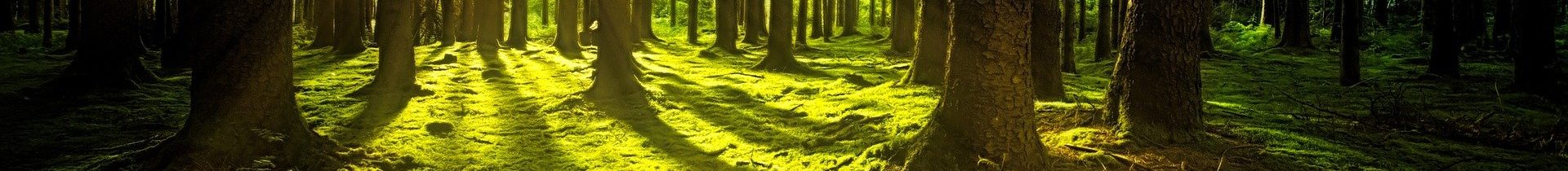 Unser Wald.